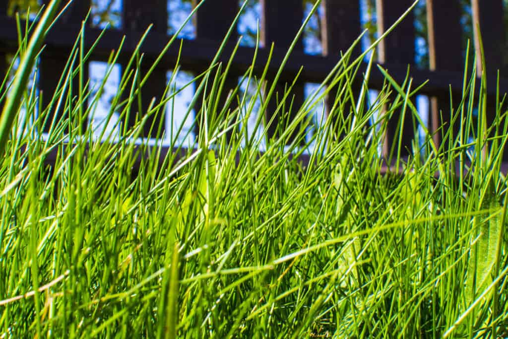 Can A Lawn Mower Cut Tall Grass Tips Tricks BackyardGadget