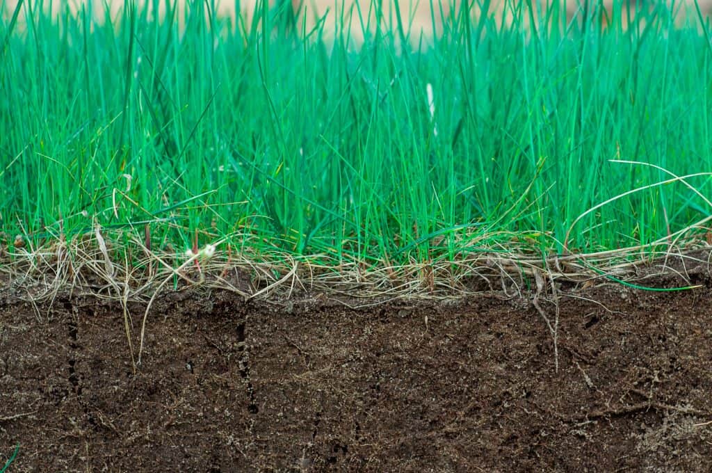 How Deep Should I Set My Lawn Edger? BackyardGadget