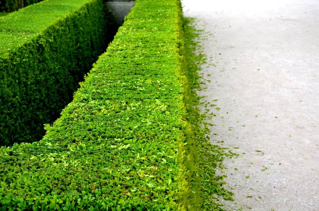 Can You Cut A Hedge Back Too Far BackyardGadget Can You Cut A Hedge Back Too Far BackyardGadget