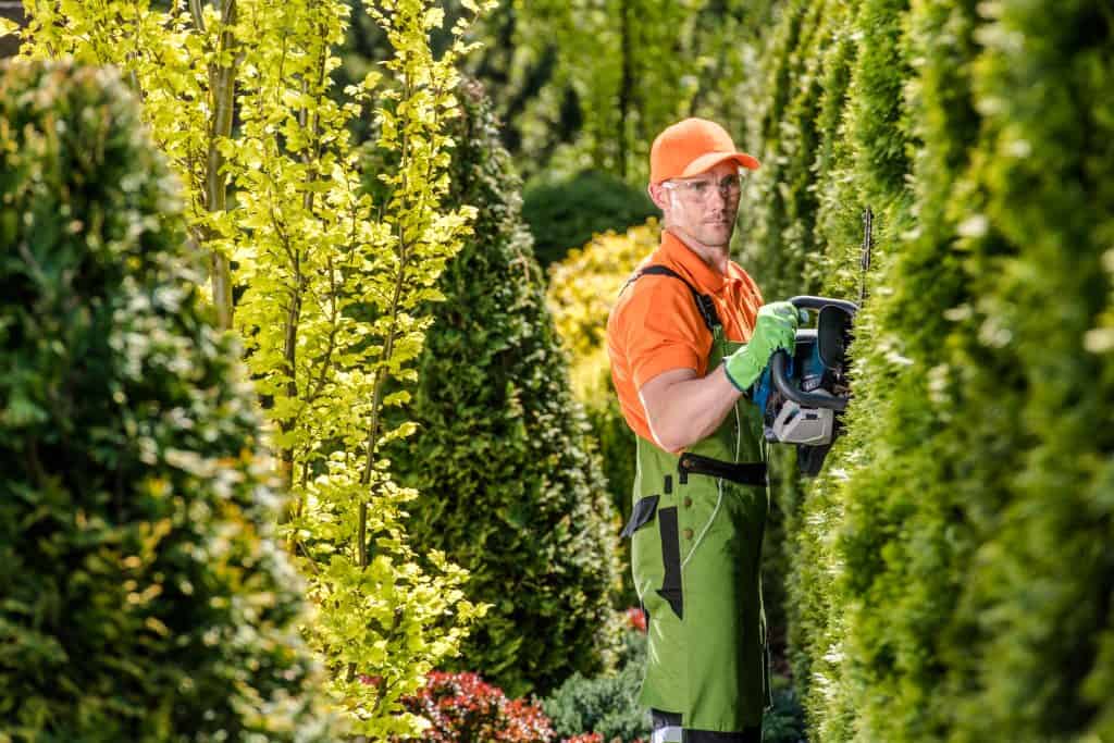 How Long Can You Use a Hedge Trimmer For? BackyardGadget
