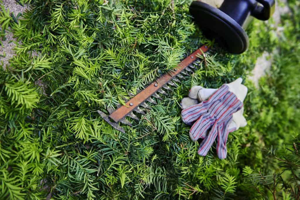 What Is The Best Cleaner For Hedge Trimmer Blades? BackyardGadget
