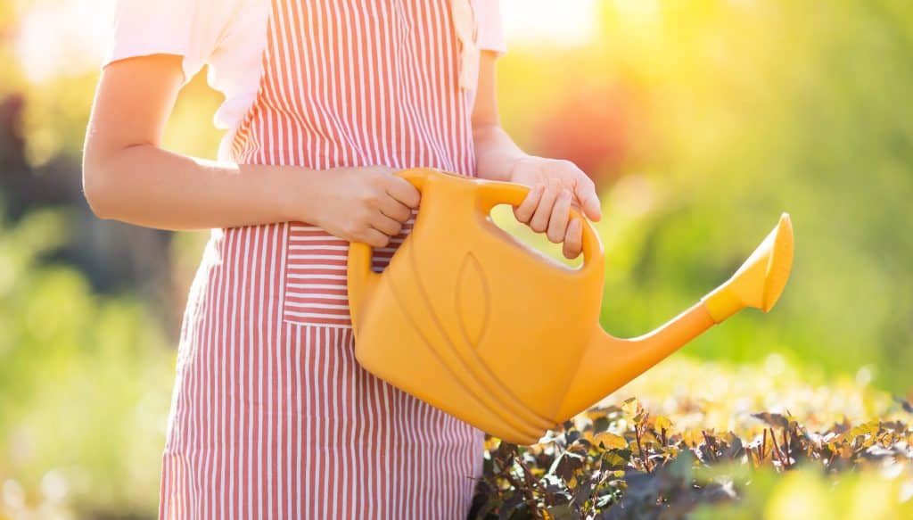 Can You Overwater A Hedge? Signs To Look Out For BackyardGadget